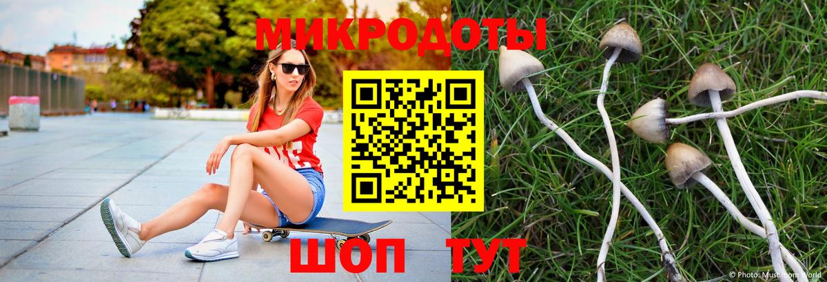 Псилоцибиновые грибы Psilocybe Ульяновск